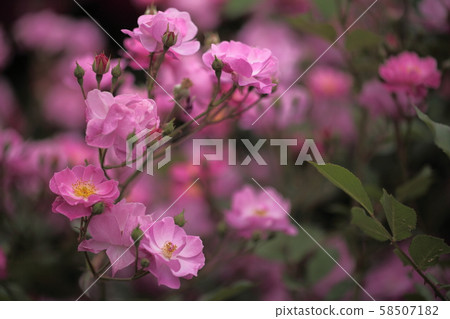 薰衣草之夢 薰衣草之夢 58507182