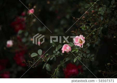 Bingo Maidyland Bingo Maidyland 58507371