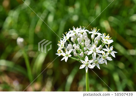 尼拉花 尼拉花 58507439