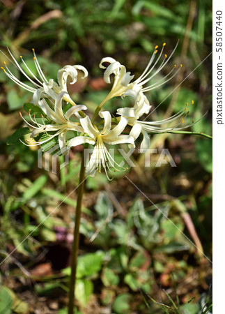 White bamboo shoots (White flower bamboo shoot) White bamboo shoots (White flower bamboo shoot) 58507440