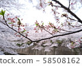 A photo of a little scattered cherry tree [Time: daytime (noon), season: first season of Qingming (spring April), year: 2019] 58508162