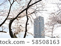 Landscape photo of cherry blossoms in full bloom and skyscrapers [Time zone: daytime (noon), season: end of spring equinox (spring March), year: 2019] 58508163