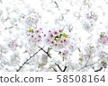 A little white cherry blossom photo [Time: daytime (noon), season: end of spring (March spring), year: 2019] 58508164
