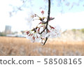 Photo of cherry blossoms and swamps in full bloom [Time: daytime (noon), season: end of spring (March spring), year: 2019] 58508165