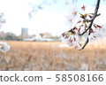 Photos of cherry blossoms and swamps in full bloom [Time: daytime (noon), season: end of spring (March spring), year: 2019] 02 58508166
