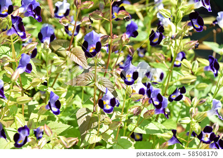 Torenia Torenia 58508170