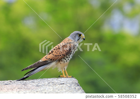 紅est(大阪城公園) 紅est(大阪城公園) 58508352