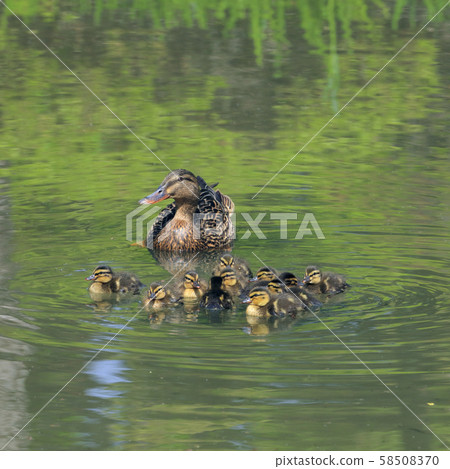 Mallard Family (Osaka Castle Japanese Garden) 58508370