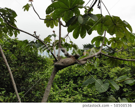 居住在中美洲哥斯達黎加的哥斯達黎加安東尼奧國家公園附近的野生懶惰 58508536