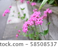 Photo of pink and purple flowers blooming on the roadside [Time zone: daytime (daytime), season: rainy season (spring April), year: 2019] 58508537