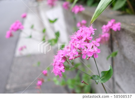 路邊盛開的粉紅色和紫色花朵照片[時區：白天（白天），季節：雨季（4月春季），年份：2019年] 58508537