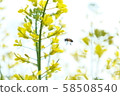 Photograph of bees and yellow rape blossoms [Time zone: daytime (noon), season: first rainy season (spring April), year: 2019] 58508540