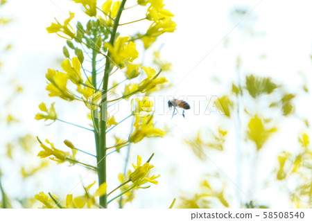 Photograph of bees and yellow rape blossoms [Time zone: daytime (noon), season: first rainy season (spring April), year: 2019] 58508540