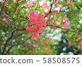Photo of red azalea [Time zone: daytime (noon), season: first rainy season (April in spring), year: 2019] 58508575