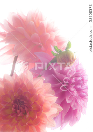 Dahlia white background soft focus Dahlia white background soft focus 58508578