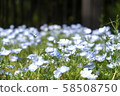 Photograph of blue nemophila [time zone: daytime (daytime), season: first rainy season (spring April), year: 2019] 58508750