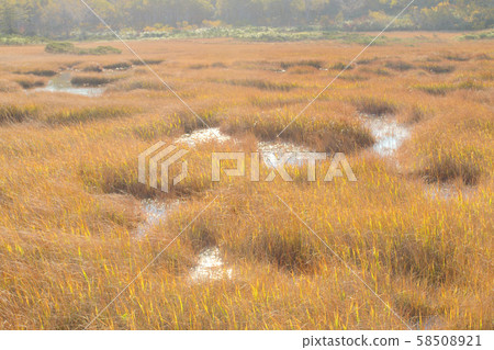 Shinsen Marsh (1) 58508921