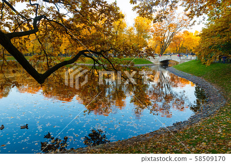 Golden autumn panorama of the pond and the bridge in the Mikhailovsky garden in SPb 58509170
