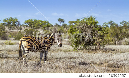 Plains zebra in Kruger National park, South Africa Plains zebra in Kruger National park, South Africa 58509667