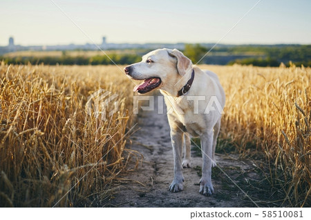 Dog in heat summer day 58510081