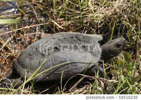 Horseback turtle (male) 58510230