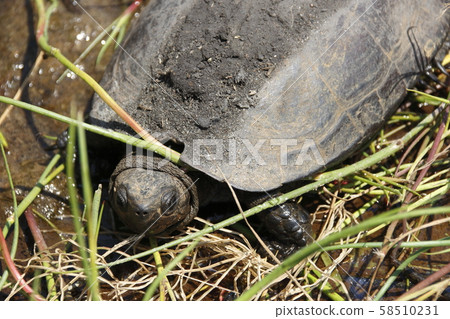 Horseback turtle (male) 58510231