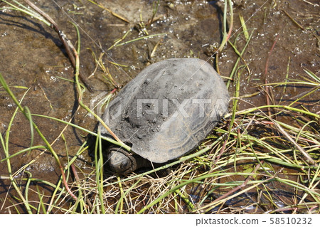 Horseback turtle (male) 58510232