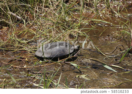 Horseback turtle (male) 58510233