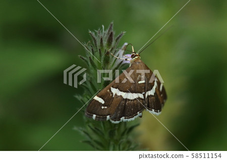 Creatures, insects, white moths, small moths often found on the grass. Meal with fox wildflower Creatures, insects, white moths, small moths often found on the grass. Meal with fox wildflower 58511154