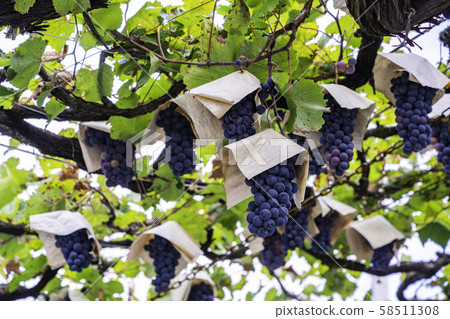 （山梨縣）三坂町G園葡萄黑 58511308