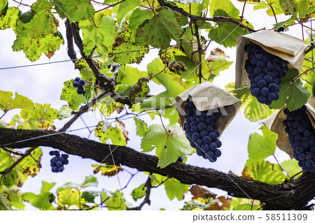 （山梨縣）三坂町G園葡萄黑 58511309