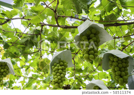 （山梨縣）三坂町G園葡萄閃耀馬斯喀特 58511374