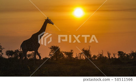 Giraffe in Kruger National park, South Africa 58511566