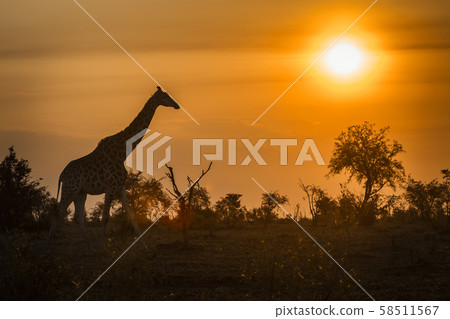 Giraffe in Kruger National park, South Africa Giraffe in Kruger National park, South Africa 58511567