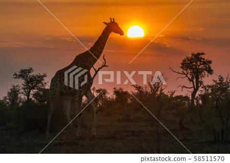 Giraffe in Kruger National park, South Africa Giraffe in Kruger National park, South Africa 58511570