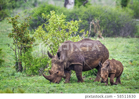 Southern white rhinoceros in Kruger National park, Southern white rhinoceros in Kruger National park, 58511630