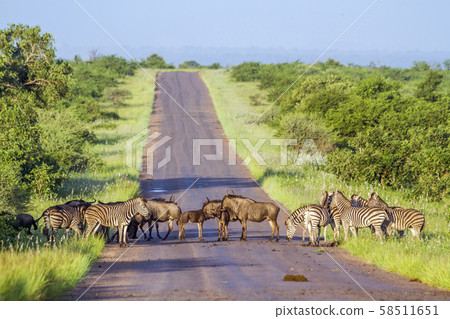 Blue wildebeest and Plains zebra in Kruger 58511651