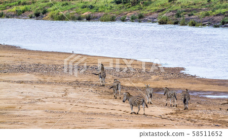 Plains zebra in Kruger National park, South Africa 58511652