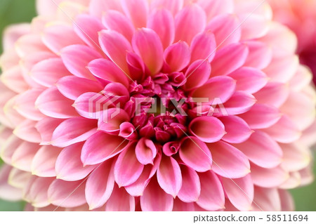 Dahlia_antique浪漫 Dahlia_antique浪漫 58511694