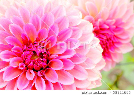 Dahlia_antique浪漫 Dahlia_antique浪漫 58511695