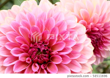 Dahlia_antique浪漫 Dahlia_antique浪漫 58511696