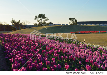 TULIPページ Longfield Gardens 12-Count Tulip Infinity - 32100161