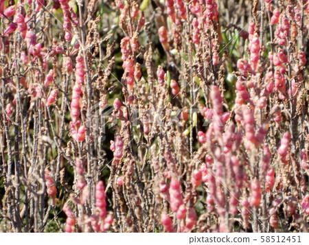 珊瑚草 珊瑚草 58512451