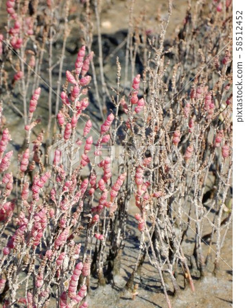 Coral grass Coral grass 58512452