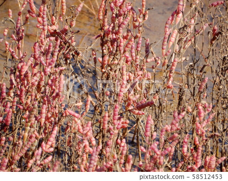 Coral grass Coral grass 58512453