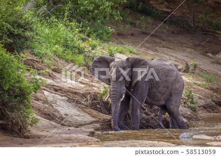 African bush elephant in Kruger National park, African bush elephant in Kruger National park, 58513059