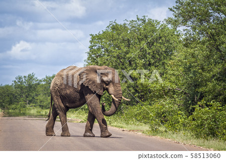 African bush elephant in Kruger National park, 58513060