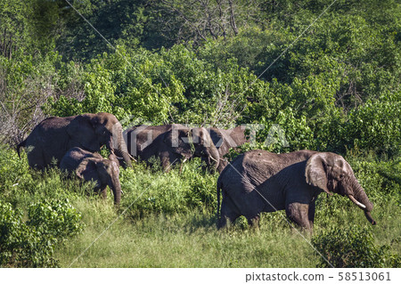 African bush elephant in Kruger National park, African bush elephant in Kruger National park, 58513061