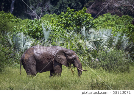 African bush elephant in Kruger National park, African bush elephant in Kruger National park, 58513071