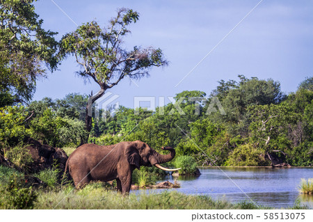 African bush elephant in Kruger National park, 58513075